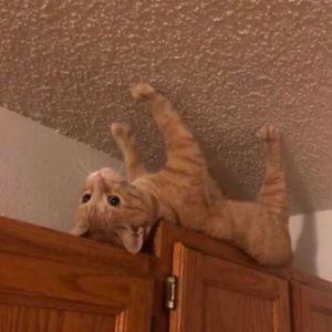 Meet your Posher, Ali